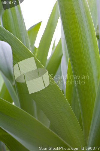 Image of green grass