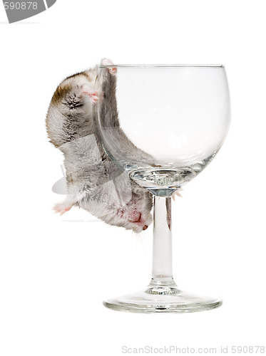 Image of drunk hamster