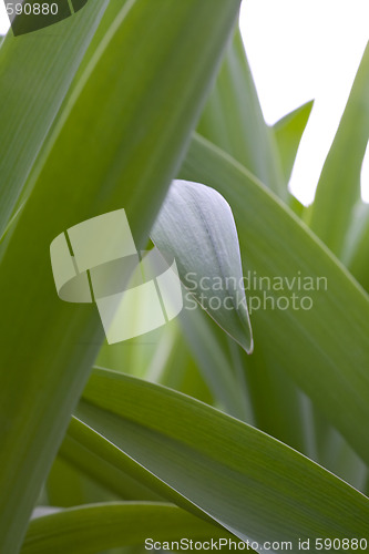 Image of green grass