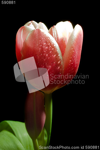 Image of tulip