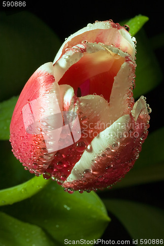 Image of tulip