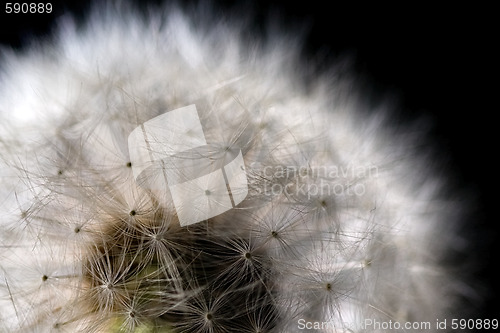 Image of white fuzz dandelion