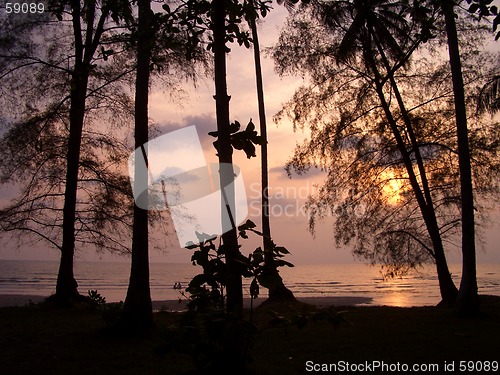 Image of pale beach sunset behind trees