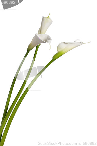 Image of three calla lilies