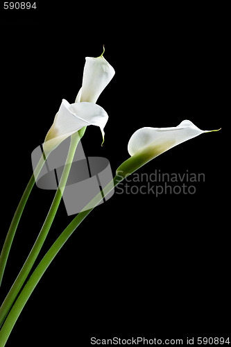 Image of three calla lilies