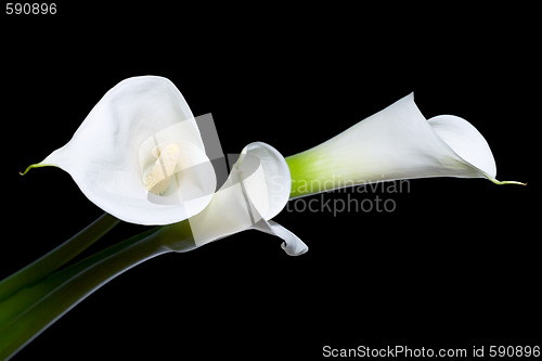 Image of three calla lilies