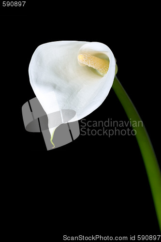 Image of calla lily