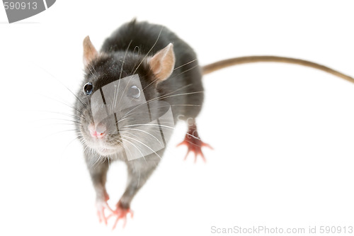 Image of rat