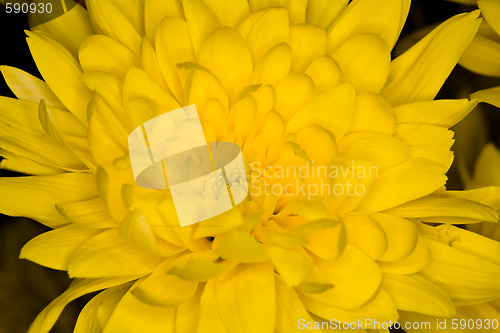 Image of chrysanthemum