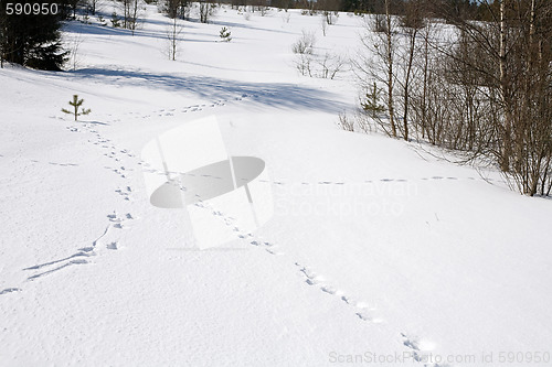 Image of wild animal traces