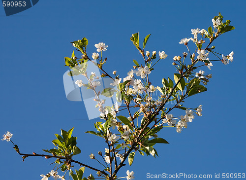 Image of cherry tree branch in blossom