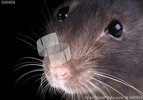 Image of rat