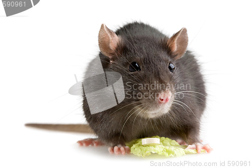 Image of rat