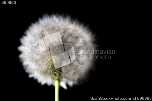 Image of white fuzz dandelion