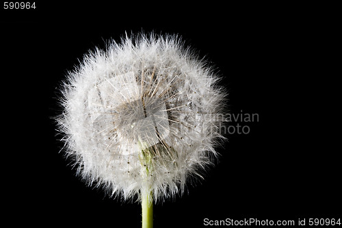 Image of white fuzz dandelion