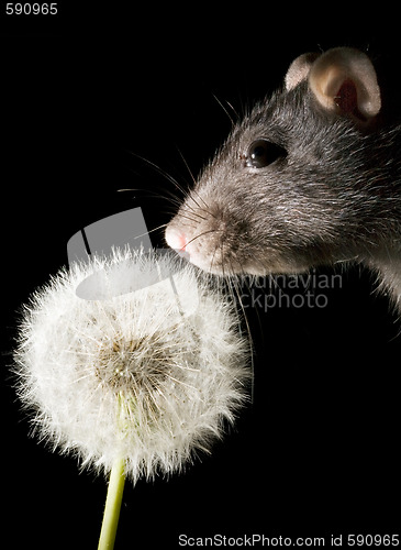 Image of rat and dandelion