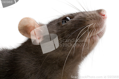 Image of rat