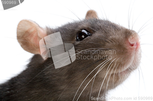 Image of rat