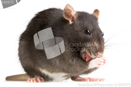 Image of rat washing