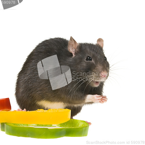 Image of funny rat and bell pepper cuts