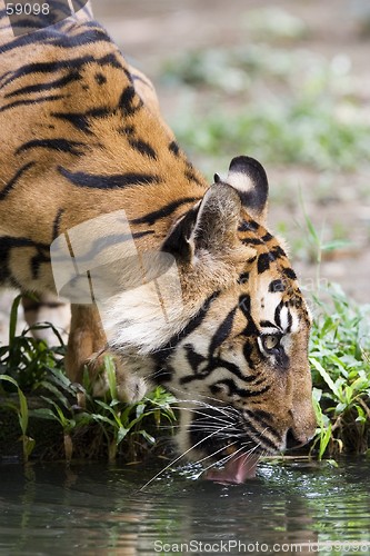 Image of Tiger