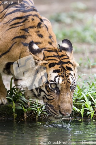 Image of Tiger