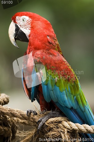 Image of Parrot