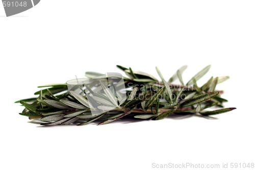 Image of Rosemary