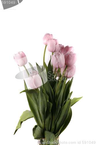 Image of tulip