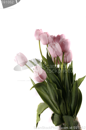 Image of tulip