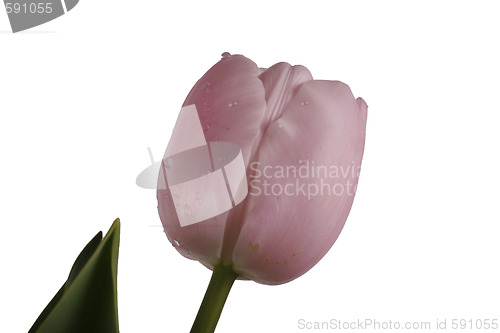 Image of tulip