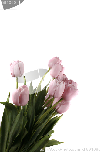 Image of tulip