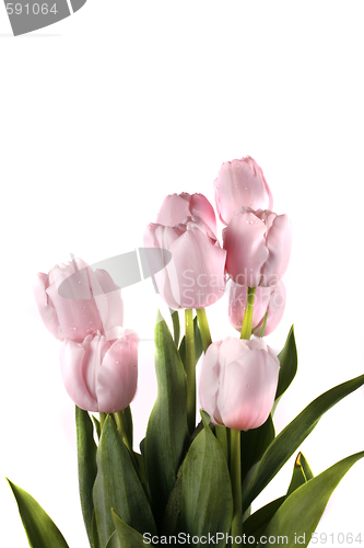 Image of tulip