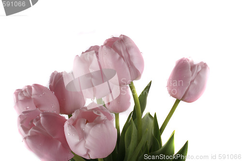 Image of tulip