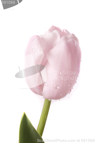 Image of tulip