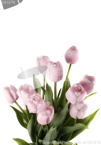 Image of tulip