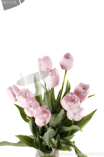 Image of tulip