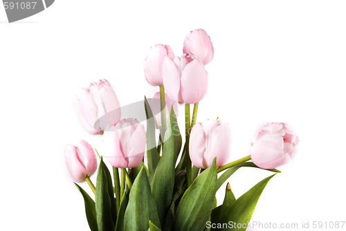 Image of tulip