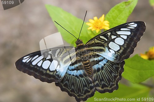 Image of Butterfly