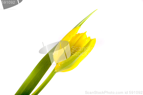 Image of tulip