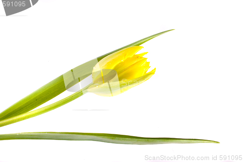 Image of tulip