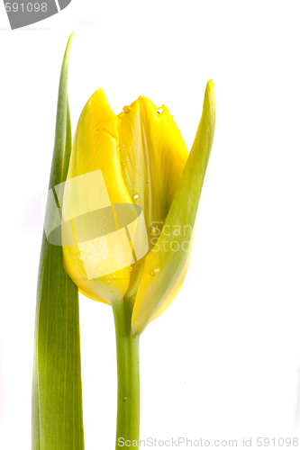 Image of tulip