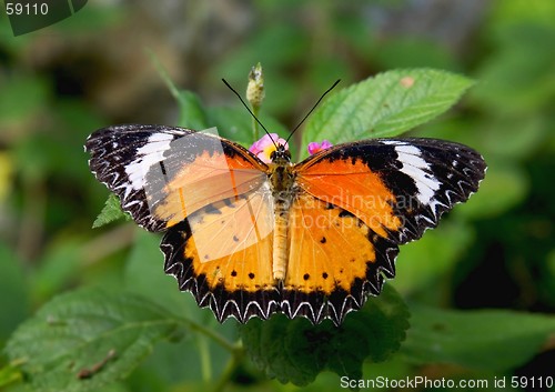 Image of Butterfly