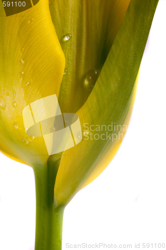 Image of tulip