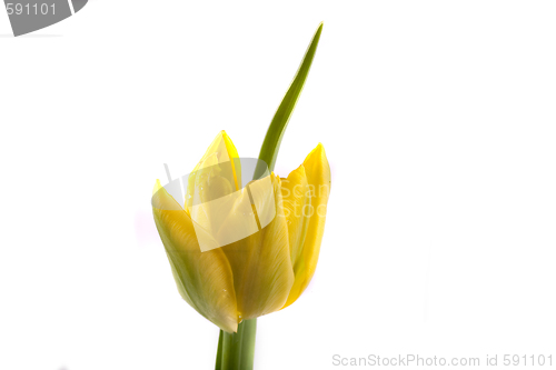 Image of tulip