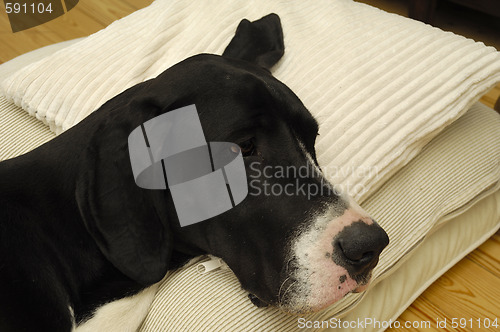 Image of Dog resting