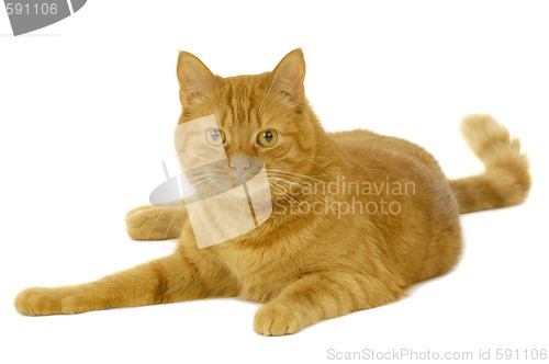 Image of Red cat