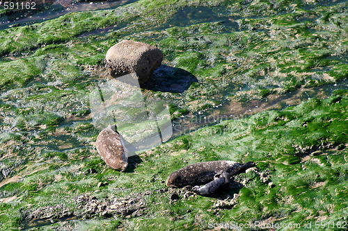 Image of Seals (5306)