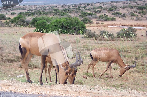 Image of animal in savanna