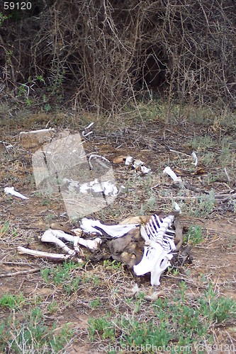 Image of dead animal's skeleton
